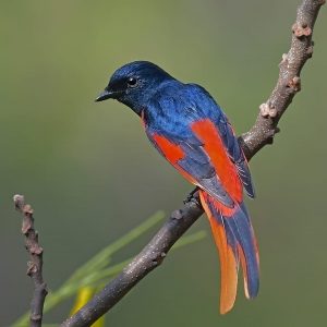 MAHANANDA WILDLIFE SANCTURY & LATPANCHAR