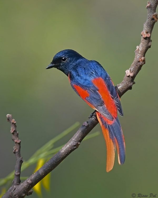 MAHANANDA WILDLIFE SANCTURY & LATPANCHAR