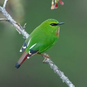 ZULUK (PANGOLAKHA WILDLIFE SANCTUARY)