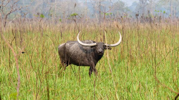 MANAS NATIONAL PARK & KAZIRANGA NATIONAL PARK (ASSAM TOUR)